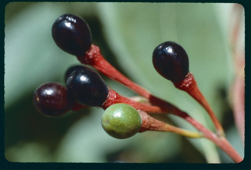 Sassafras Fruit 1982